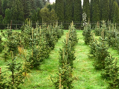 Weihnachtsbaumplantage