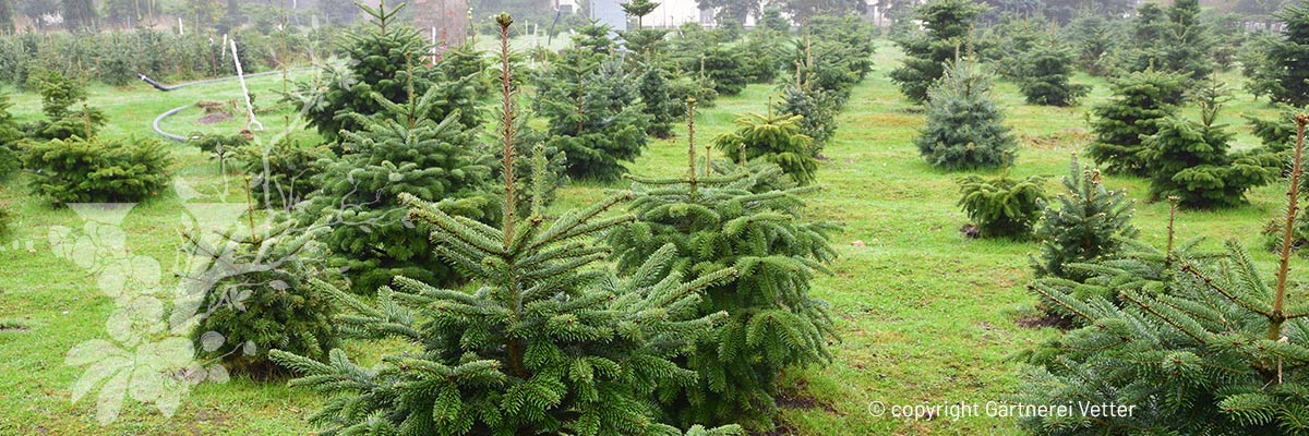 Slider Gaertnerei Weihnachtsbaum3